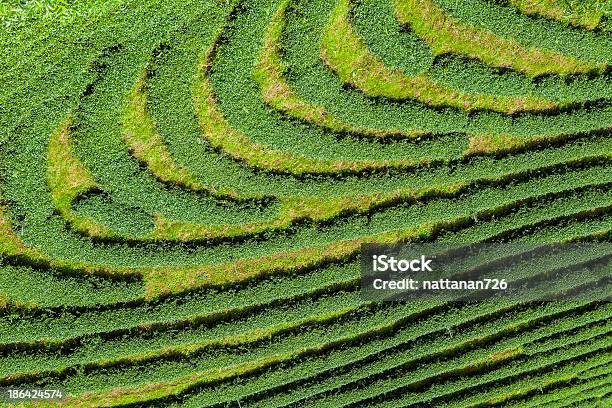 Foto de Plantações De Chá Na Tailândia e mais fotos de stock de Agricultura - Agricultura, Assam, Cena Rural