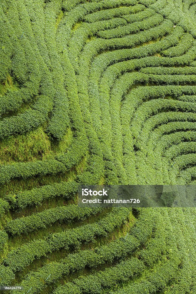 Osservate le piantagioni di tè in Tailandia. - Foto stock royalty-free di Affari