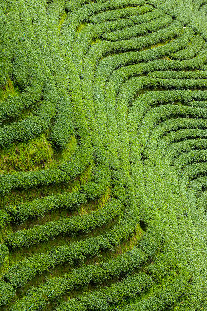 istock Tea plantations in Thailand. 186424774