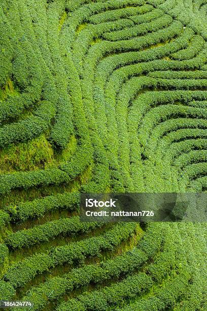 Plantações De Chá Na Tailândia - Fotografias de stock e mais imagens de Agricultura - Agricultura, Assam, Cena Rural