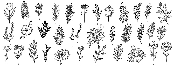Plant illustration set, flowers and leaves clip art, hand drawn line art sketches, modern isolated doodle collection