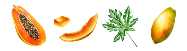 istock Watercolor sweet ripe composition with slice, half papaya, melon, mango and leafs. Hand drawn realistic tasty marker illustration of exotic tropical fruit isolated on background. For designers, decoration, postcards, wrapping paper, scrapbooking, covers 1864262793