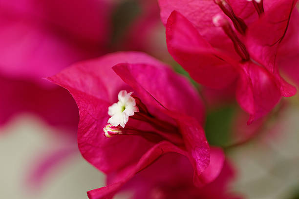 Bougainville flowers stock photo