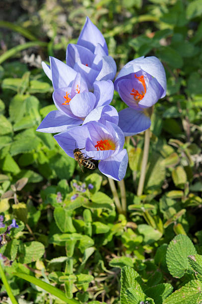 istock honey bee at Colchicum autumnale 186426604