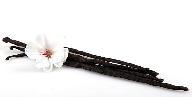baccello di vaniglia e fiori - close to moving up single flower flower foto e immagini stock
