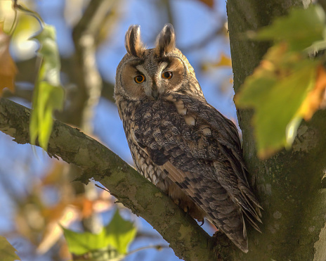 Long-eared owl, asio otus, sitting in tree, roosting and watching
