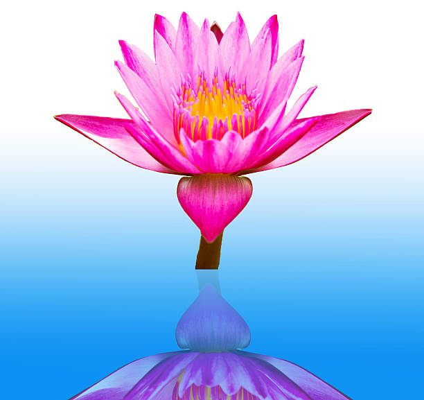 istock Pink Lotus flower 186427673