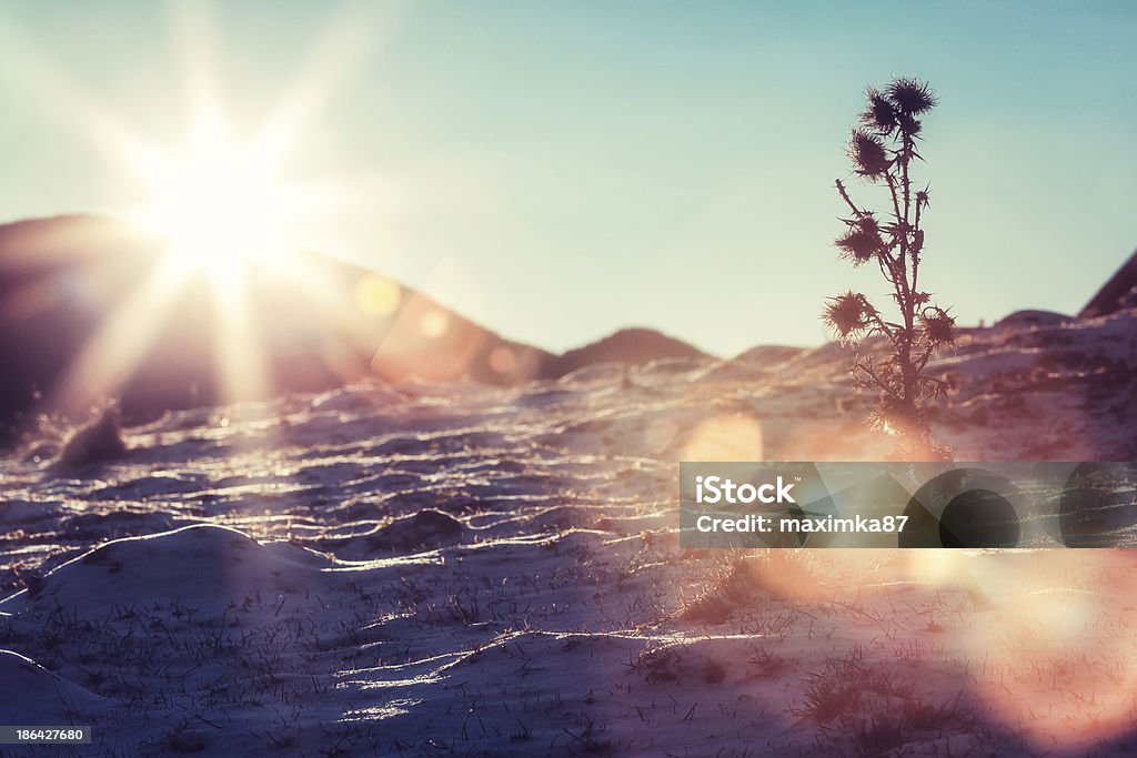 태양 플레어 on 스노이 슬로프 - 로열티 프리 겨울 스톡 사진