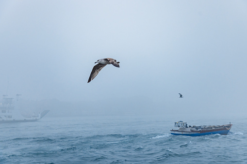 Boat driving on wavy water surface on a foggy winter day, seagull flying by, Venice, Italy