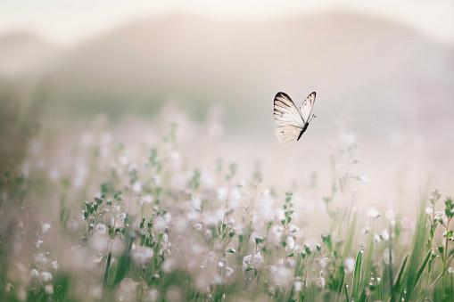 Image of a beautiful butterfly and flowers on a colorful blurred background