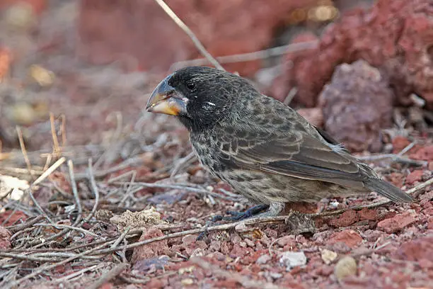 Large ground finch (Geospiza magnirostis) in Galapagos islands. One of famous Darwin's finches. Reflecting on these birds features helped Charles Darwin to elaborate his evolution theory.