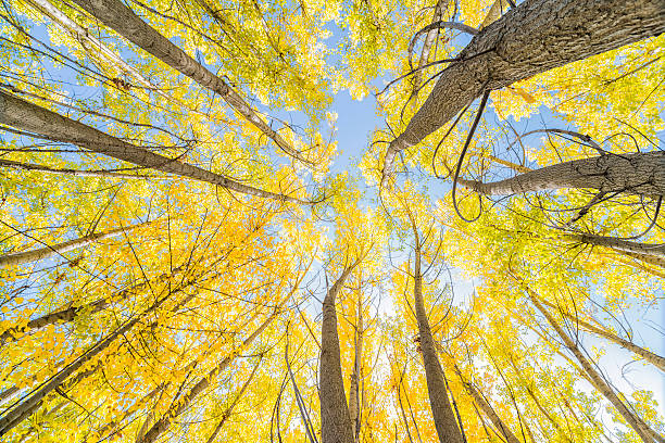 istock Tall trees with yellow leaves under blue sky 186429809