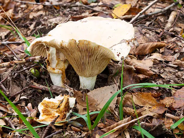 russula delica (milk-white brittlegil) mushroom in autumn litter