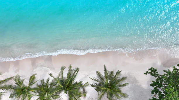istock Summer palm tree  and Tropical beach with blue  of seashore background 1864318032