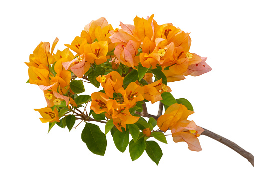 Orange and yellow freesia flower and buds isolated against white