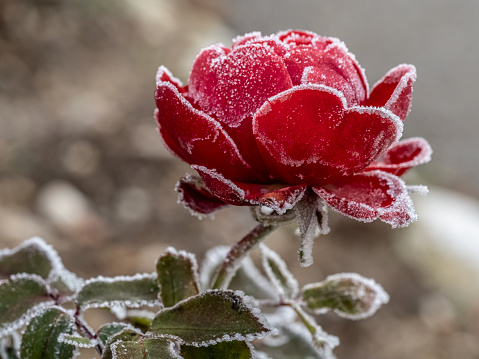 A rose frozen in crystals of frost  on very soft selective focus background. Frosty morning background.
