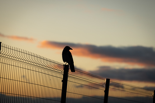 Bird silhouette with sunset sky background.