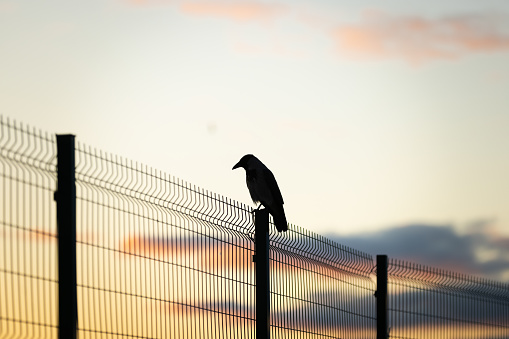 Bird silhouette with sunset sky background.