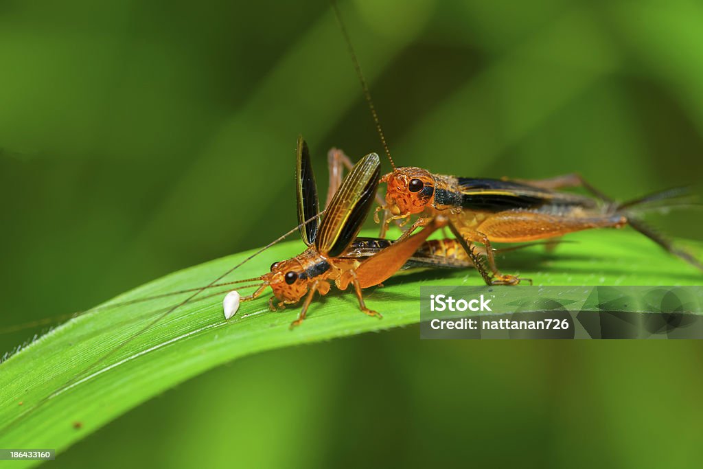 Heuschrecke in der Wildnis. - Lizenzfrei Einzelnes Tier Stock-Foto