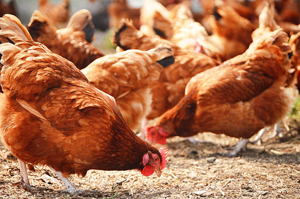 istock Chickens on traditional free range poultry farm 186433530