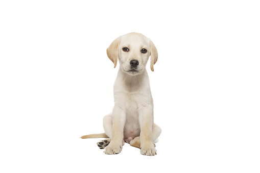 Beautiful yellow labrador puppy sitting on a white background