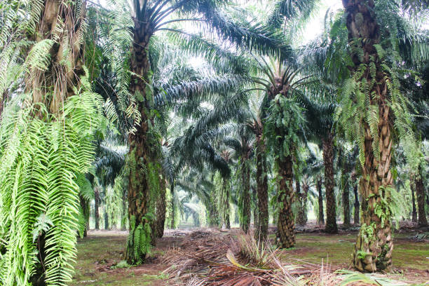 istock Elaeis, or we know as oil palm 1864341031