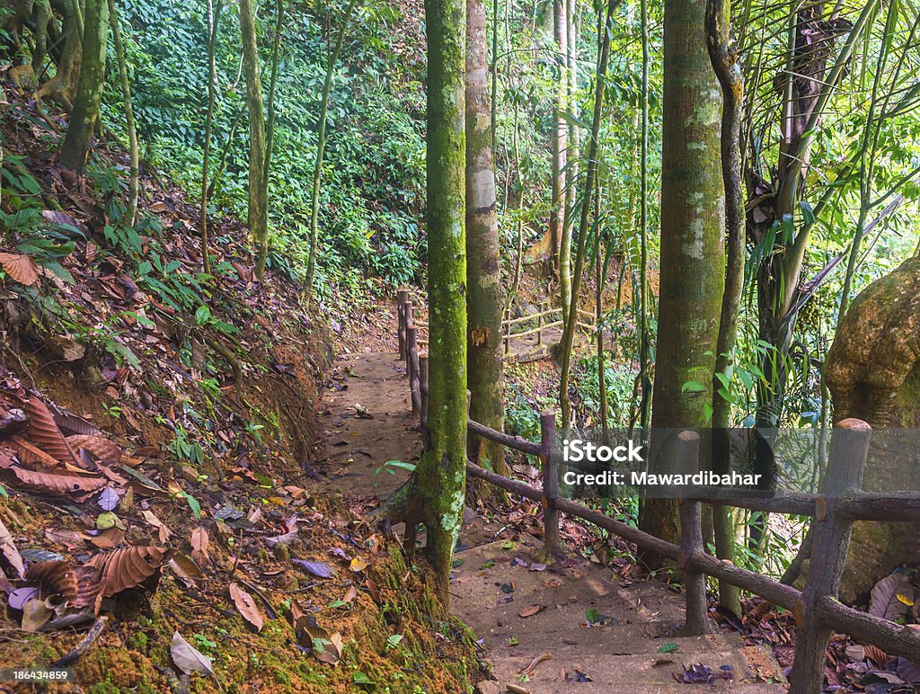 Piste forestière et de l'escalier - Photo de Arbre libre de droits