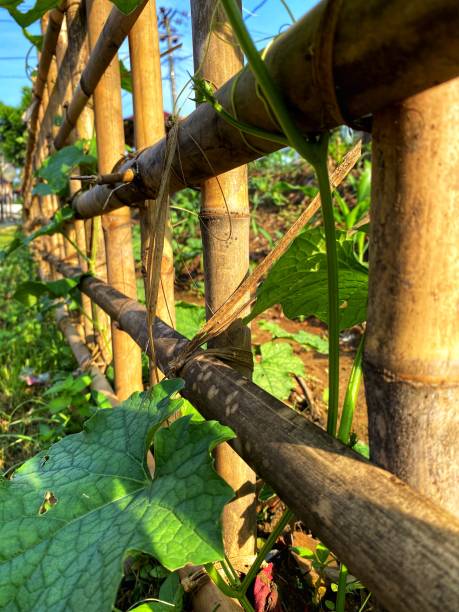 istock bamboo, plants, food 1864349772