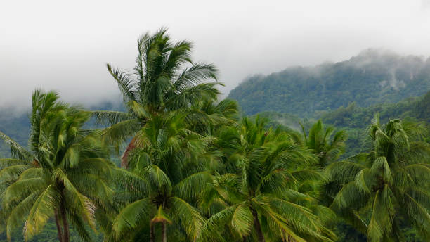 istock Morning landscape with palm trees and fog. 1864351762