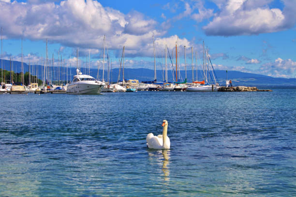 istock Swan on Lake Geneva 1864362534