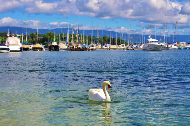 istock Swan on Lake Geneva 1864362535
