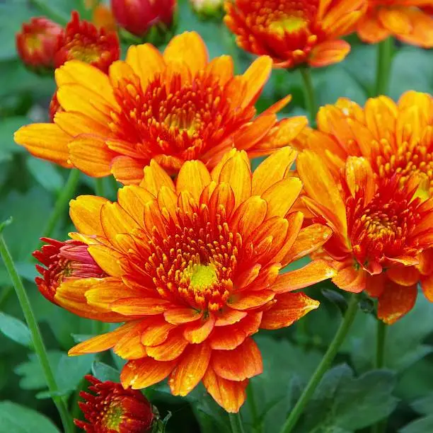 orange chrysanthemum