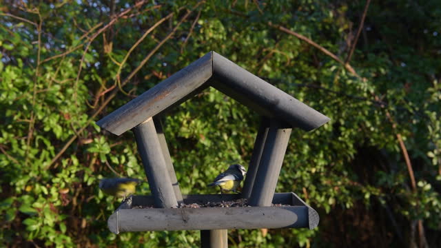 Bird feeder in garden
