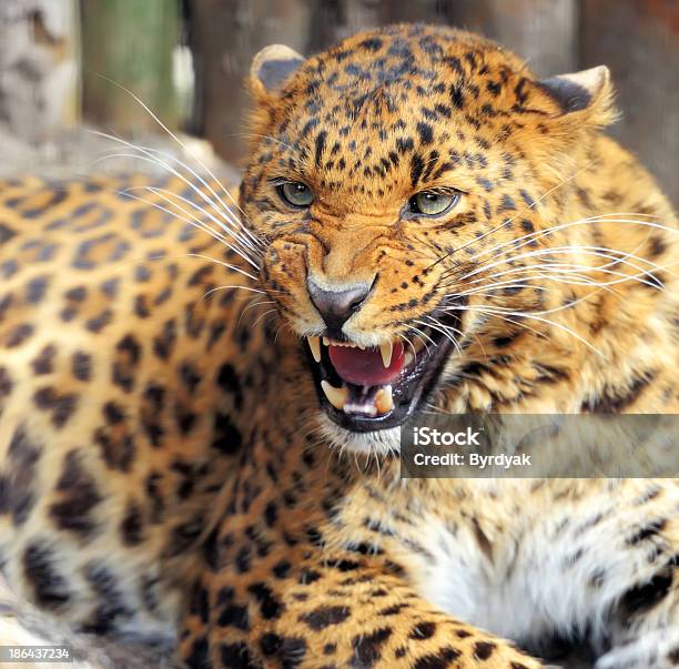 Leopard Stock Photo - Download Image Now - Animal, Animal Body Part, Animal  Head - iStock