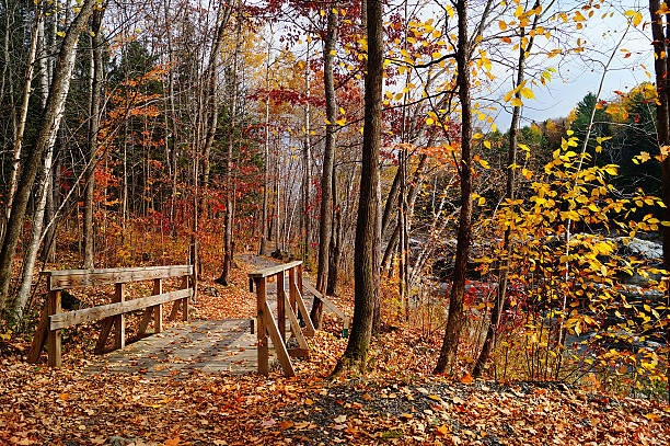 istock Colorful view : canadian autumn forest river background 186437236