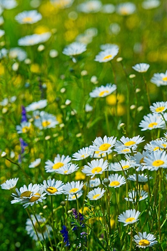 Daisies growing in the wild