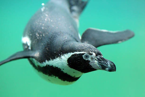 istock Humboldt penguin, Spheniscus humboldti 186437366