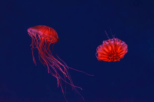 istock Fluorescent jellyfish swimming underwater aquarium pool with red neon light. 1864374059