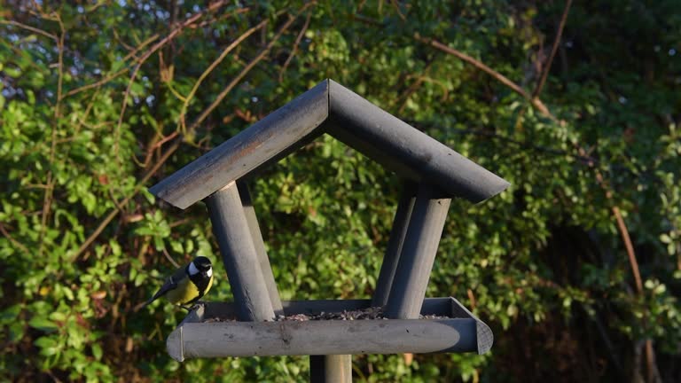 Bird feeder in garden