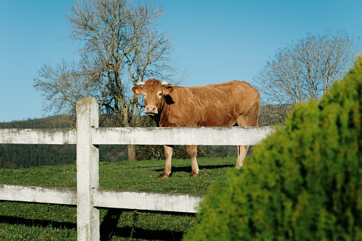 A cow of the Limousin breed looking at camera