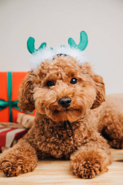 Close-up small ginger poodle dog in a green deer antlers on a light background. Pet's portrait stock photo