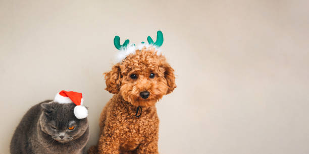 Close-up small ginger poodle dog with green deer antlers and grey cat in Santa cap on a light background stock photo