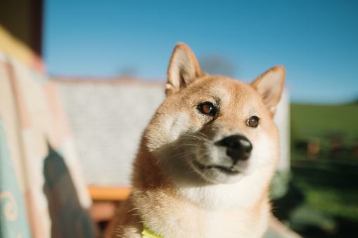 Close-up of a cute Shiba Inu dog