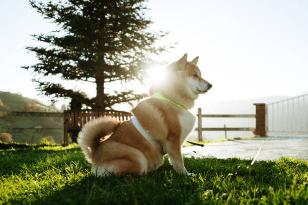 istock Shiba Inu dog 1864378251