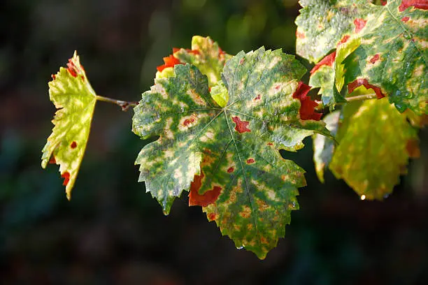 Vineleaves in fall