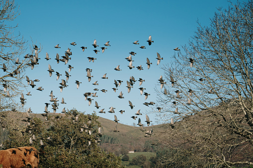 A flock of birds flying together