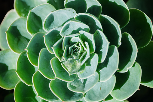 A succulent plant close-up