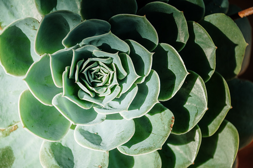 A succulent plant close-up