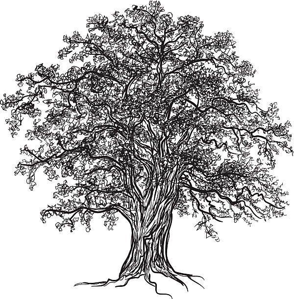 Black and white oak tree with leaves. Drawn with illustrator's brushes and gradient mesh.