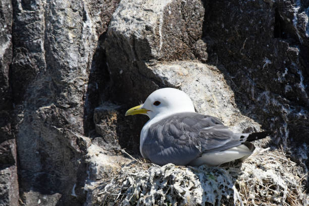 istock Black-legged kittiwakes (Rissa tridactyla) traditionally prefer nesting on natural cliffs and ledges 1864384610